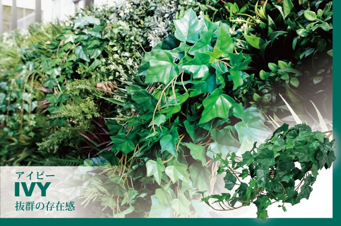 アイビー