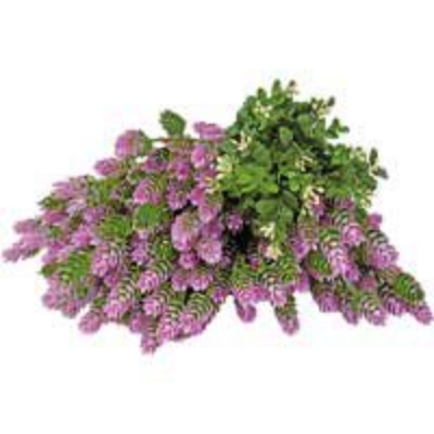 カラーボックス（ピンク）