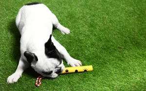 ペットも安心なリアリーターフ®︎(Before→After京都府A様邸)