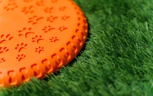 人工芝の耐久性はどのくらいか？ドッグラン施工直後からその後5年の状態も確認！(Before→After)