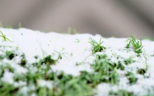 1年中美しい景観を維持したい！寒冷地での人工芝の使い方