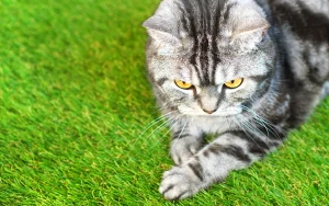 ペットと人工芝の相性は？犬や猫にやさしい人工芝の選び方と注意点