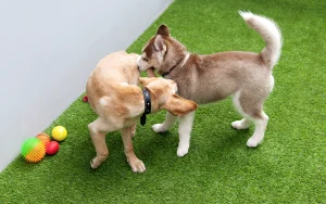 自宅にドッグランを作ろう！人工芝でワンちゃんがいきいき遊べる庭づくり