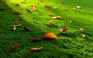 人工芝の落ち葉対策｜秋の庭掃除をリアリーターフ®でラクに！