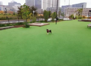 ドッグラン