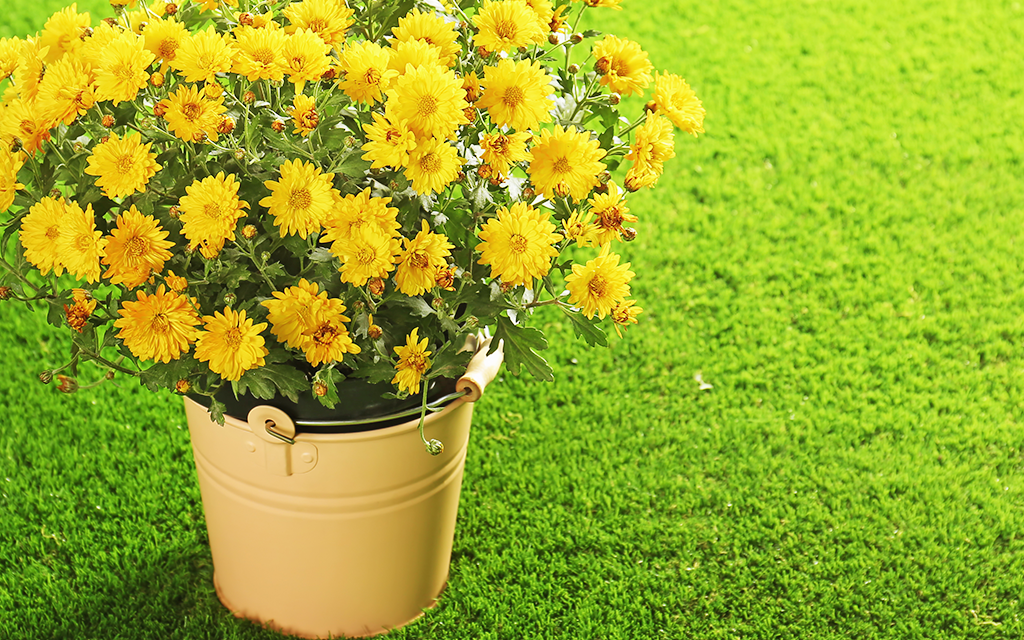 人工芝でつくる春の庭|植え替えないガーデンデザイン